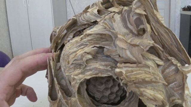 Насекомые наводящие ужас. Шершень! Гнездо в разрезе! смотреть онлайн