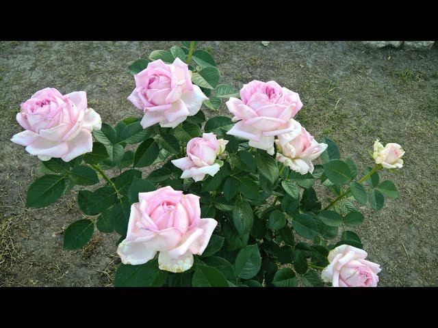 САМЫЕ ОБИЛЬНОЦВЕТУЩИЕ РОЗЫ В МОЕМ САДУ В СЕЗОНЕ 2021 смотреть онлайн