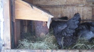 любопытная варвара мои амерауканы