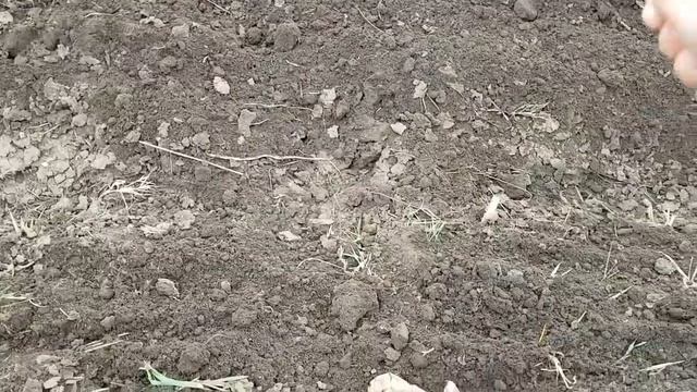 посев люцерны в ручную смотреть онлайн