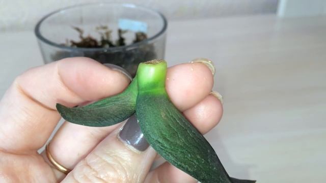 Реанимация орхидеи без корней. Стволовая гниль от переизбытка влаги, пришлось удалить все корни. смотреть онлайн