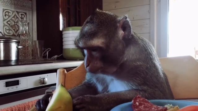 Как всегда,вкусно и полезно! (Домашние Макаки) смотреть онлайн