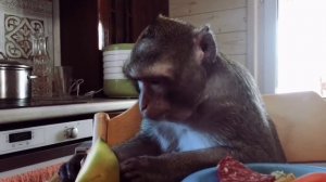 Как всегда,вкусно и полезно! (Домашние Макаки)