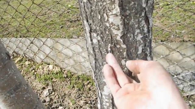 ВЕСЕННЯЯ ПОБЕЛКА ДЕРЕВЬЕВ   УХОД ЗА ДЕРЕВЬЯМИ ПОДГОТОВКА ИЗВЕСТКОВОГО РАСТВОРА Vselennaya Uvlesheni