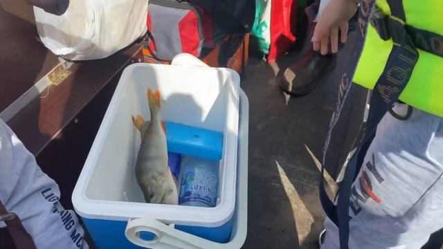 На эту наживку рыба клюёт одна за одной. Рыбалка на реке Пышма.