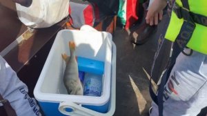 На эту наживку рыба клюёт одна за одной. Рыбалка на реке Пышма.