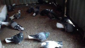 ОБЗОР     ЦВЕТНЫХ      ПО    ПРОЗЬБЕ     ИГОРЯ          ВОЛЖСКИЙ