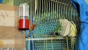 Разведение попугаев Нимфы - Кореллы. С чего начать.
