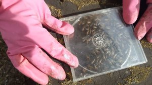 СКОЛЬКО ЖЕ КЛЕЩЕЙ НА ПЧЕЛАХ? ПРОВЕРИМ?