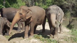 Топ 10 невероятных фактов про слонов, о которых вы не знаете