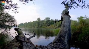 Пение дрозда в лесу улучшает сон. Пение птиц в лесу лечит нервы, головную боль и мигрень.Birdsong