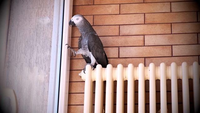 РЖАЧНЫЙ ПОПУГАЙ ЖАКО ПЕТРУНЯ?Funny parrot