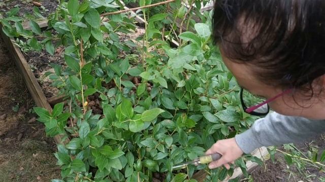 Обрезка голубики: коротко и ясно смотреть онлайн