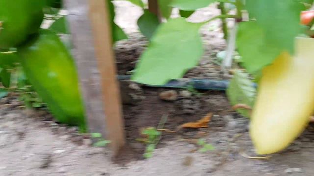 Сорт перца Князь серебрянный 05,08,2023 смотреть онлайн