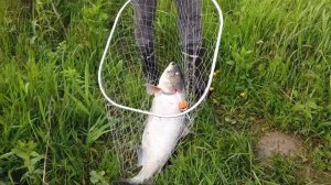 Ловля толстолобика в мае, Винница рыбалка! Толстолобик 8.9кг