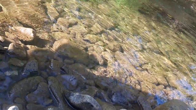 Крупный хариус на таёжной речке / Август 2021 ЯКУТИЯ смотреть онлайн