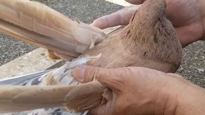 #Астрахань #николаевские #бойные #голуби.    Иранские, Пакистанские, Николаевские голуби в Астрахан