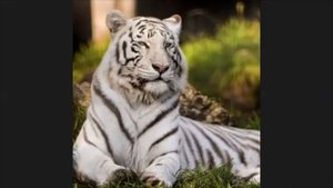 Энергетическая защита Биокорректор БК-17. Принцип действия и результаты применения