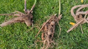 ГРУБЕЙШАЯ ОШИБКА, из-за которой пионы НЕ ЗАЦВЕТУТ. Как правильно САЖАТЬ и ПЕРЕСАЖИВАТЬ ПИОНЫ