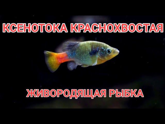 КСЕНОТОКА КРАСНОХВОСТАЯ. ЖИВОРОДЯЩАЯ АКВАРИУМНАЯ РЫБКА