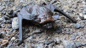 1 сентября приближается так же стремительно, как и гигантская вечерница, приближающаяся к нам!