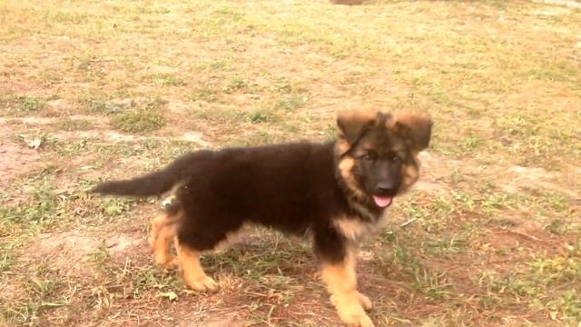 Щенок немецкой овчарки 2,5 месяца смотреть онлайн