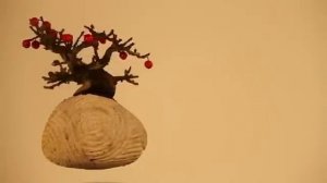 Levitating Bonsai