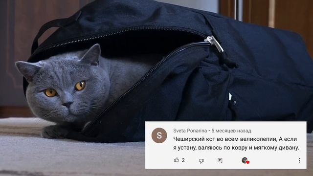 Как можно назвать кота. Смешные комментарии о Гарри / BRITISH CAT HARRY смотреть онлайн