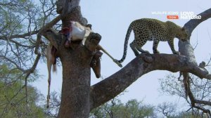 Легенды / Герои дикой природы / Wildlife Icons Серия 4 Большие кошки Африки / Africa's Big Cats