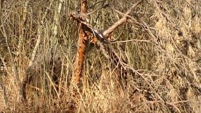Охота на кабана | Blitz-HUNTING