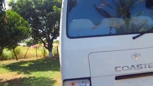 Аренда автобуса Тойота Коастер ТК Аллегро