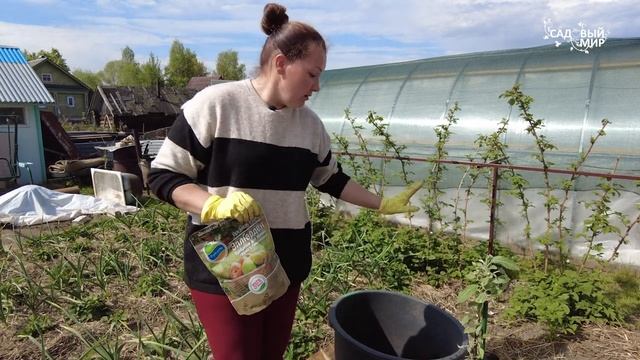 Как посадить колонновидную яблоню. Схема посадки подробно смотреть онлайн