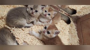 Котики британская золотая шиншилла.mp4