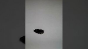 Джунгарики  плавают🐡