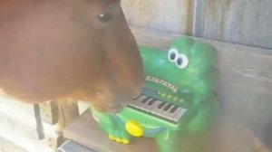 Лошадь играет на пианино!