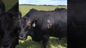 Быки Машины. Порода Абердин Ангус. Экспорт из России.