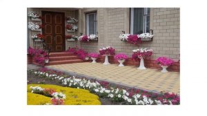 Как красиво посадить петунии в саду | на даче