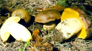 Полубелый гриб (Hemileccinum impolitum)