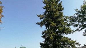 Дуглассия или Псевдотсуга Мензиса (Pseudotsuga menziesiiPseudotsuga menziesii).