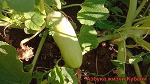 ВЫРАЩИВАНИЕ КАБАЧКОВ НА КУБАНИ