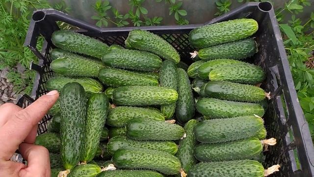 КАК ИЗМЕНИТЬ ЦВЕТ ПЛОДА ОГУРЦА, БОЛЕЕ ЗЕЛЁНЫМ ИЛИ БОЛЕЕ СВЕТЛЫМ! смотреть онлайн