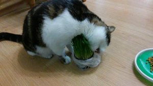 Котик Лаваш. Чем лучше всего кормить кота. Корм Pro Plan и Royal Canin. Зачем кошкам трава