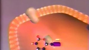 энергетический обмен ч-2