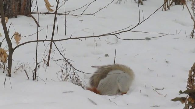 белка зимой смотреть онлайн