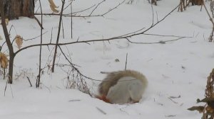 белка зимой