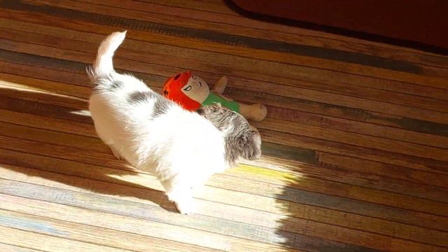 +79787458062 viber WhatsApp telegram #chihuahua #toypoodle #maltipoo  питомник Кастропуло Крым