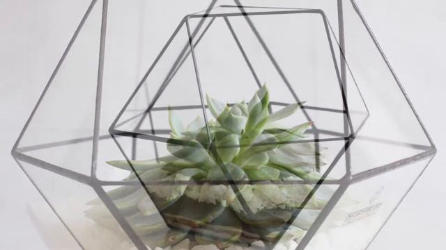 Флорариум с эчеверией смотреть онлайн