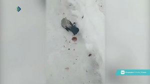 В селе Подчерье Вуктыльского района массово гибнут вороны