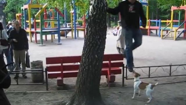 Собака древолаз смотреть онлайн