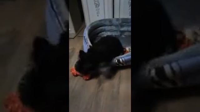 Щенок шоколадного йорка с подпалом